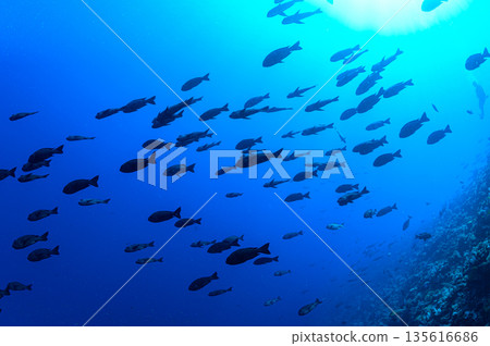 碧海藍天，魚群成群－帛琉海域潛水景象 135616686