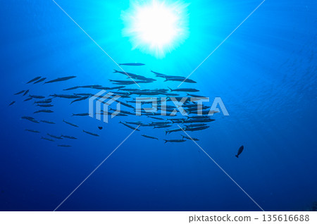 Blue sea and a school of barracudas. Diving scene in the ocean of Palau. Blue sea and a school of barracudas. Diving scene in the ocean of Palau. 135616688