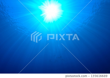 蔚藍的海與耀眼的光芒－帛琉海域的潛水景象 135616689