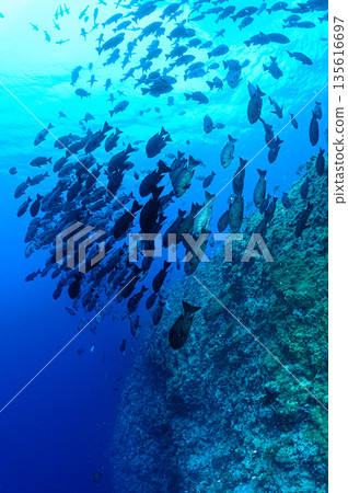 碧海藍天，魚群成群－帛琉海域潛水景象 135616697