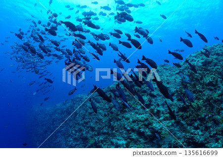 碧海藍天，魚群成群－帛琉海域潛水景象 135616699