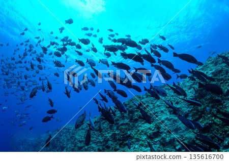 Blue sea and schools of fish - Diving scene in the ocean of Palau 135616700