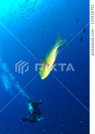 Colorful fish and divers in the sea of Palau Diving scene 135616701