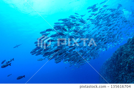 蔚藍的大海和一群大眼鰺。帛琉附近海域的潛水景象。 蔚藍的大海和一群大眼鰺。帛琉附近海域的潛水景象。 135616704