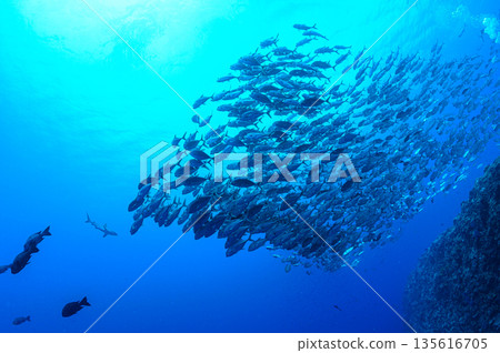 Blue sea and a school of bigeye trevally. Diving scene in the ocean off Palau. Blue sea and a school of bigeye trevally. Diving scene in the ocean off Palau. 135616705