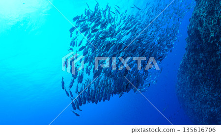 蔚藍的大海和一群大眼鰺。帛琉附近海域的潛水景象。 135616706