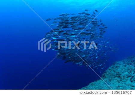 蔚藍的大海和一群大眼鰺。帛琉附近海域的潛水景象。 135616707