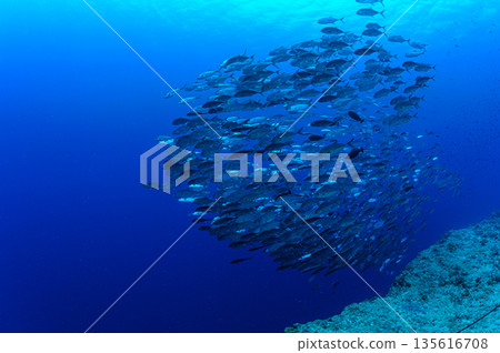 蔚藍的大海和一群大眼鰺。帛琉附近海域的潛水景象。 135616708