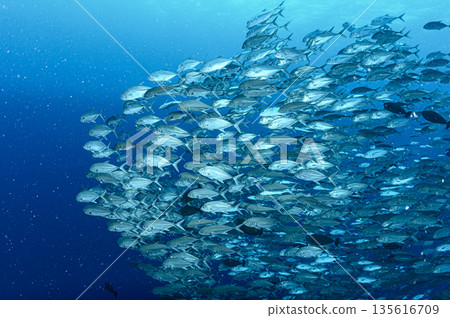 Blue sea and a school of bigeye trevally. Diving scene in the ocean off Palau. 135616709