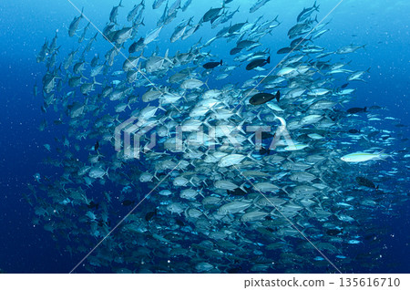 Blue sea and a school of bigeye trevally. Diving scene in the ocean off Palau. 135616710