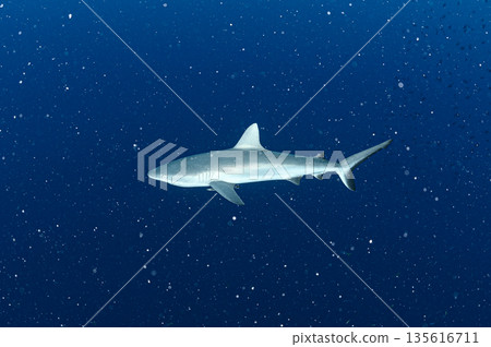 Sharks swimming in the sea, Palau, diving scene 135616711