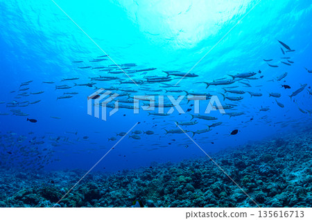 蔚藍的大海和一群梭魚。帛琉海域的潛水場景。 135616713