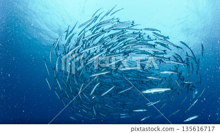Blue sea and a school of barracudas. Diving scene in the ocean of Palau. Blue sea and a school of barracudas. Diving scene in the ocean of Palau. 135616717