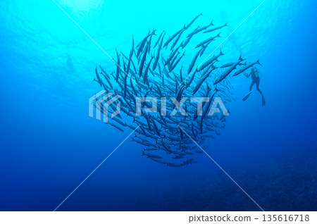 蔚藍的大海和一群梭魚。帛琉海域的潛水場景。 135616718