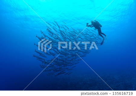 Blue sea and a school of barracudas. Diving scene in the ocean of Palau. 135616719