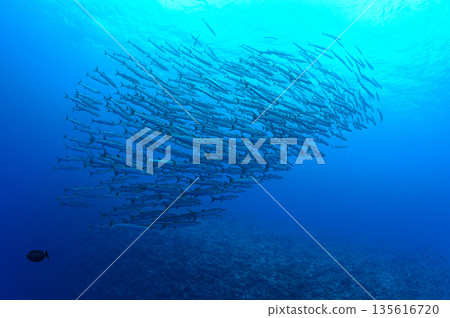蔚藍的大海和一群梭魚。帛琉海域的潛水場景。 135616720