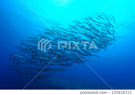 Blue sea and a school of barracudas. Diving scene in the ocean of Palau. Blue sea and a school of barracudas. Diving scene in the ocean of Palau. 135616721