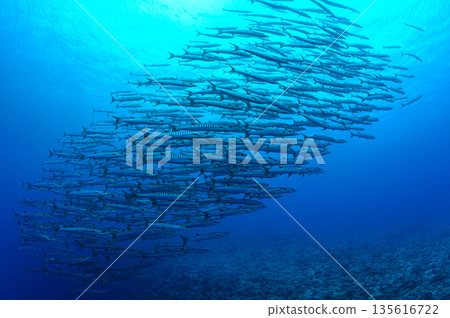 蔚藍的大海和一群梭魚。帛琉海域的潛水場景。 蔚藍的大海和一群梭魚。帛琉海域的潛水場景。 135616722