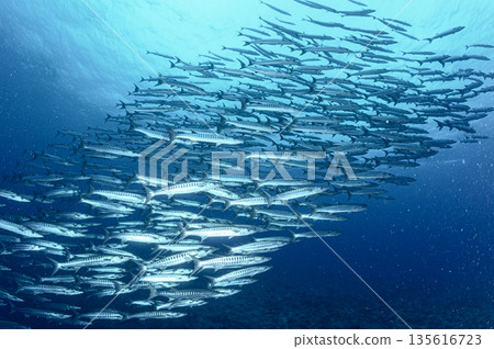 Blue sea and a school of barracudas. Diving scene in the ocean of Palau. 135616723