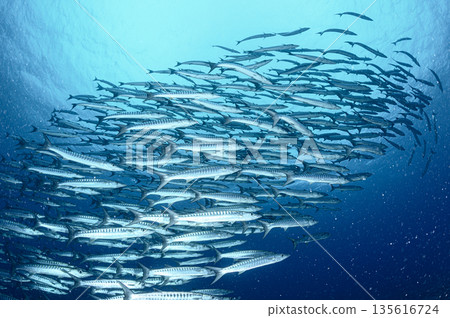 Blue sea and a school of barracudas. Diving scene in the ocean of Palau. 135616724