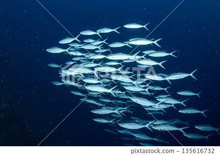 蔚藍的大海和一群梭魚。帛琉海域的潛水場景。 135616732