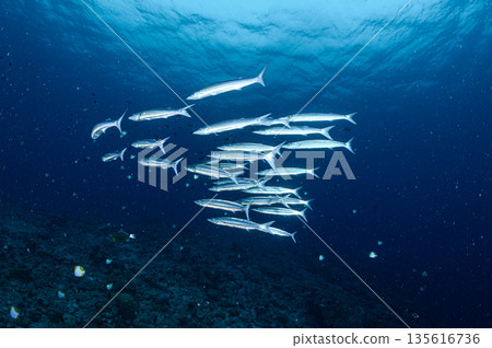 蔚藍的大海和一群梭魚。帛琉海域的潛水場景。 蔚藍的大海和一群梭魚。帛琉海域的潛水場景。 135616736