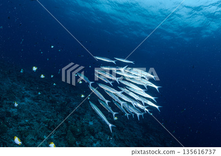 Blue sea and a school of barracudas. Diving scene in the ocean of Palau. 135616737