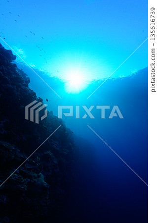 Blue sea and underwater cliffs, Palau, diving scene 135616739