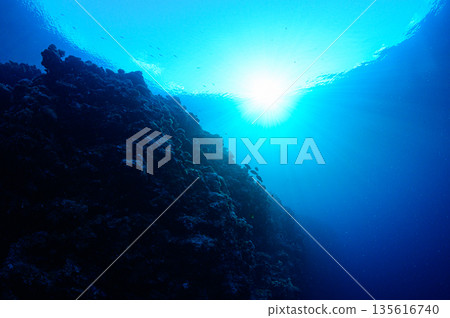 帛琉,蔚藍的海與水下懸崖,潛水場景 帛琉,蔚藍的海與水下懸崖,潛水場景 135616740