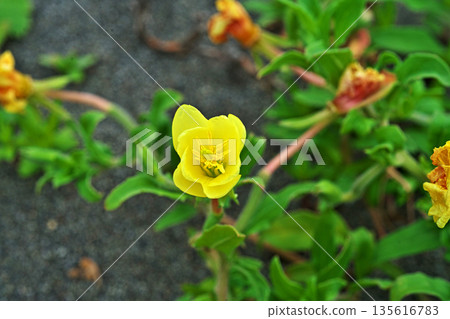 Yellow evening primrose flowers (spring, May) 135616783