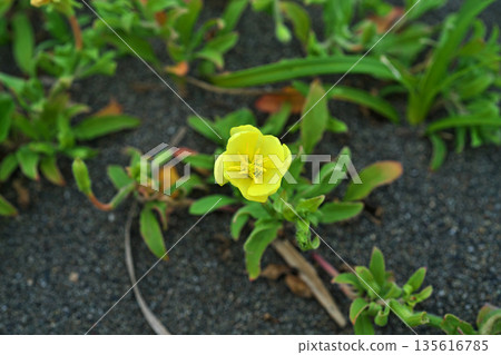 Yellow evening primrose flowers (spring, May) 135616785
