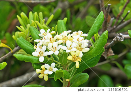 白色海桐花(春季,五月) 白色海桐花(春季,五月) 135616791