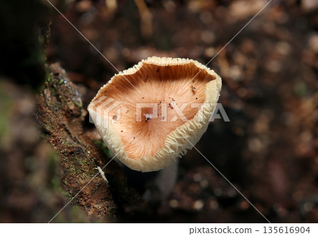 深秋時節，一朵淡粉紅色的傘菌，菌蓋成熟且彎曲（戶外田野真菌/菇類微距攝影） 135616904