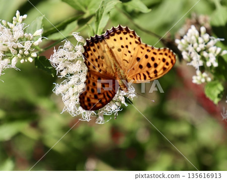 A butterfly with wings spread from directly above: A male Insect Fritillary, Japanese nature. Insect photos, advertisements, articles, and web design materials. 135616913