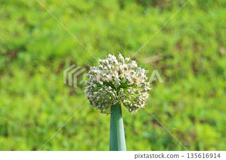 White leek head (spring, May) White leek head (spring, May) 135616914