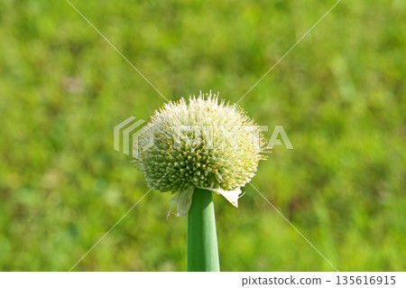 White leek head (spring, May) 135616915