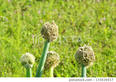 White leek head (spring, May) White leek head (spring, May) 135616917