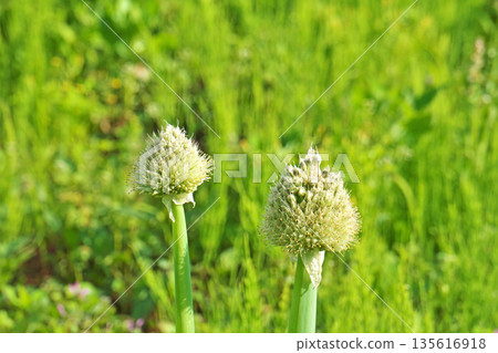 白韭菜頭（春季，五月） 135616918