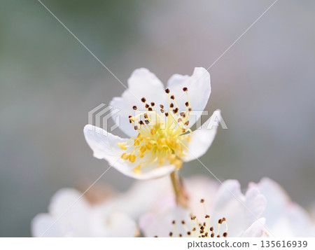 Wild rose flower close-up Wild rose flower close-up 135616939