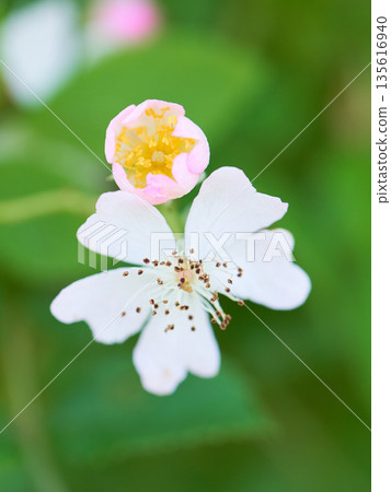 Close-up of wild rose flowers and buds Close-up of wild rose flowers and buds 135616940
