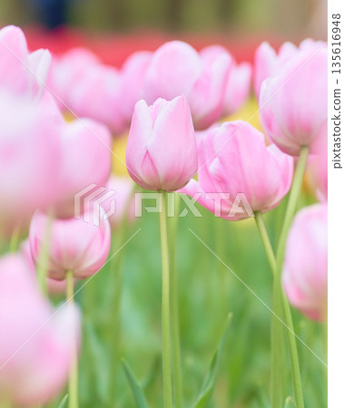 Pink tulip flowers blooming in a spring flowerbed Mango Charm Pink tulip flowers blooming in a spring flowerbed Mango Charm 135616948