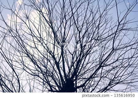 Trees withered in winter 135616950