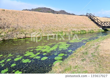 Spring river scenery in early spring Spring river scenery in early spring 135617027