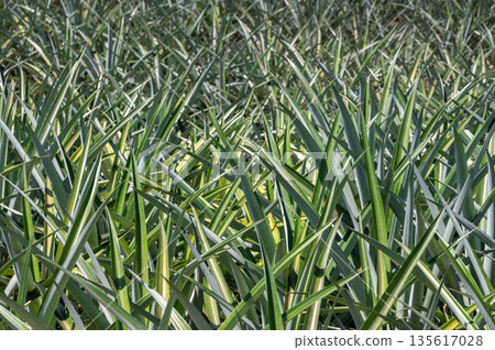 Full frame shot of pineapple leaves. This leaves are fibrous agricultural waste from pineapple farming, rich in high-quality natural fiber, used to create sustainable textiles. 135617028