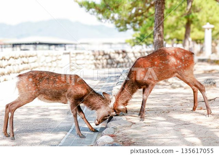 Miyajima deer are currently fighting Miyajima deer are currently fighting 135617055