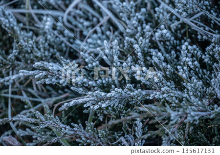 Frozen on grass leaves in the morning of rural Nepal. Freezing temperatures and frost in the winter freeze the leaves on plants, killing them and creating discoloration. 135617131