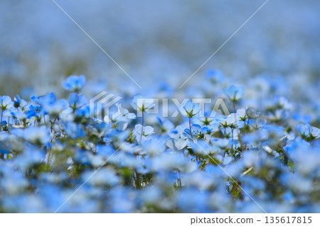Nemophila Nemophila 135617815