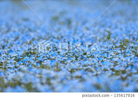 Nemophila Nemophila 135617816