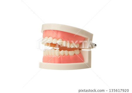 Dental model for teaching teeth and gums, isolated, PNG Dental model for teaching teeth and gums, isolated, PNG 135617920