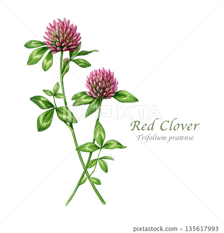 Red clover herb vintage style watercolor illustration. Hand drawn trifolium pratense medicinal plant botanical image. Blooming red clover meadow wildflower isolated on white background 135617993